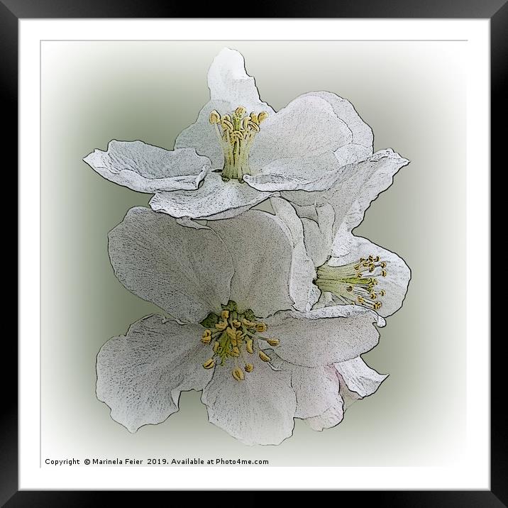 three white flowers Framed Mounted Print by Marinela Feier