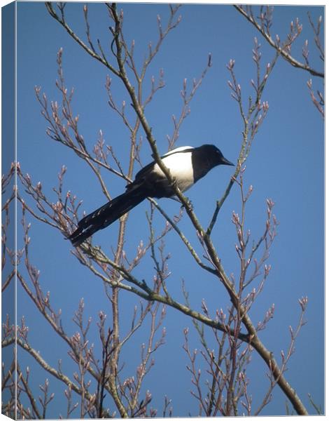 Magpie In A Tree Canvas Print by kelly Draper