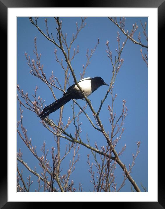 Magpie In A Tree Framed Mounted Print by kelly Draper