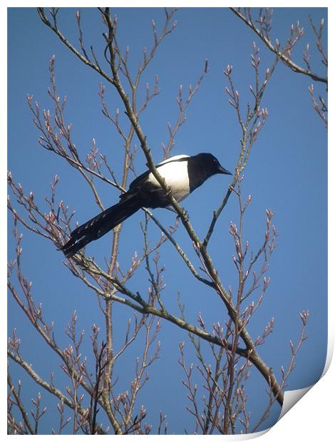 Magpie In A Tree Print by kelly Draper