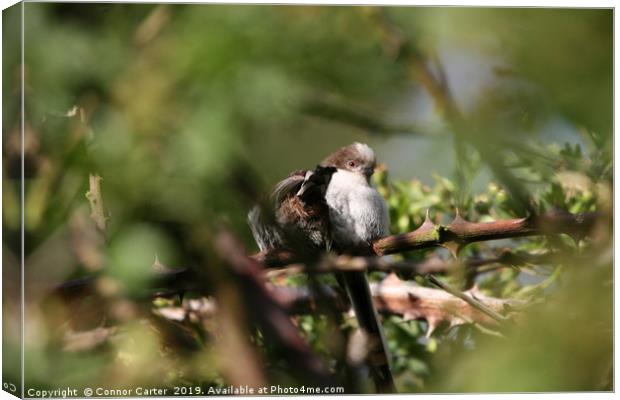 Long tailed tits Canvas Print by Connor Carter