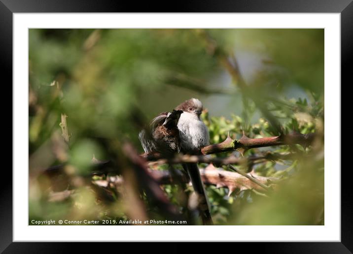 Long tailed tits Framed Mounted Print by Connor Carter