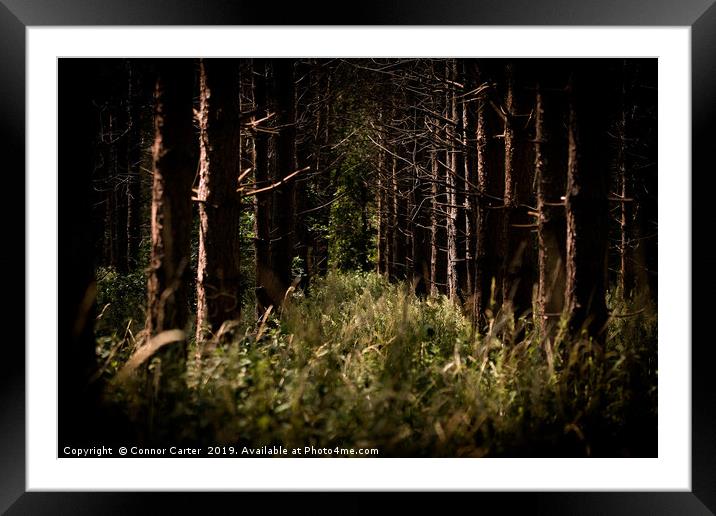 Trees in Thetford Forest Framed Mounted Print by Connor Carter