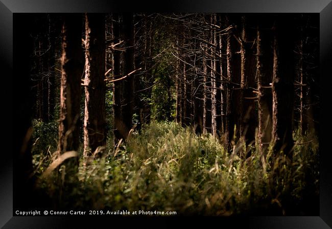 Trees in Thetford Forest Framed Print by Connor Carter