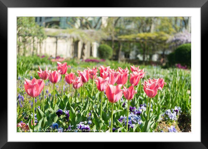 Tulips in the sunshine Framed Mounted Print by Nick Hirst