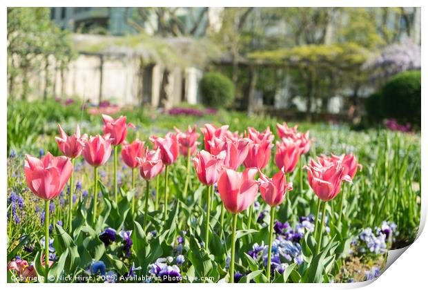Tulips in the sunshine Print by Nick Hirst