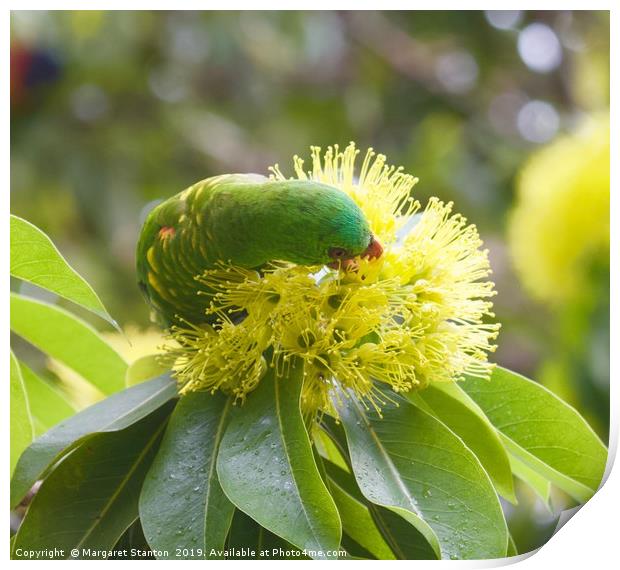 Scaly breasted Lorikeet (2)  Print by Margaret Stanton