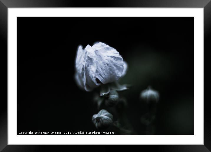 Closed white Poppy Framed Mounted Print by Hannan Images