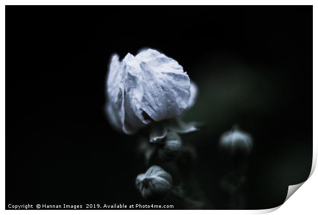 Closed white Poppy Print by Hannan Images
