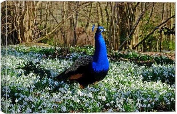 Peacock in a Snowdrop Woodland Canvas Print by Diana Mower