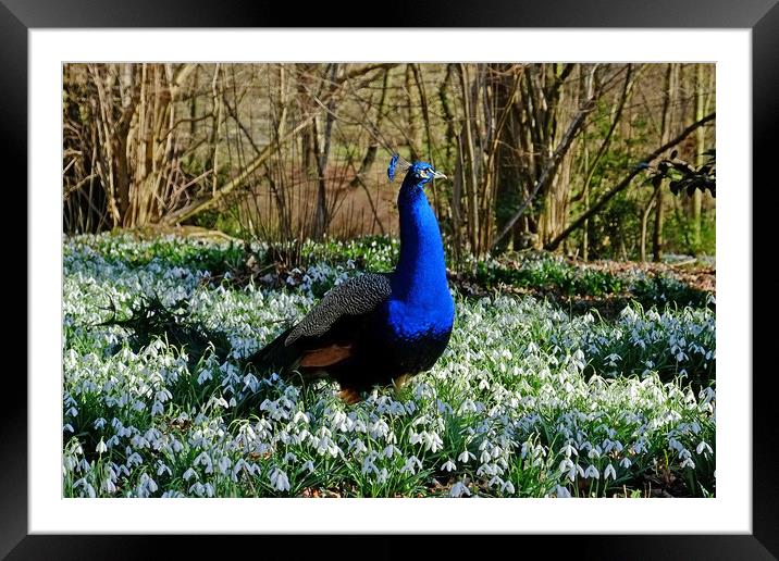 Peacock in a Snowdrop Woodland Framed Mounted Print by Diana Mower