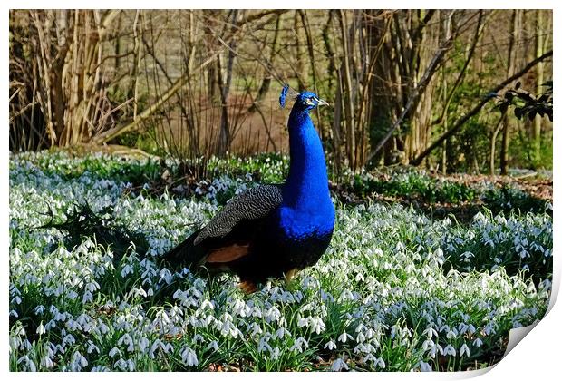 Peacock in a Snowdrop Woodland Print by Diana Mower