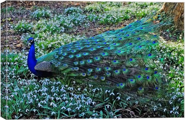 Peacock in  Snowdrops Canvas Print by Diana Mower