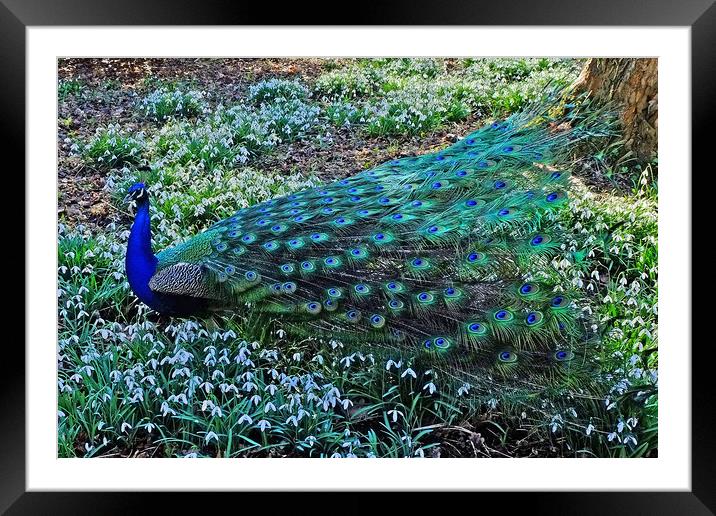 Peacock in  Snowdrops Framed Mounted Print by Diana Mower