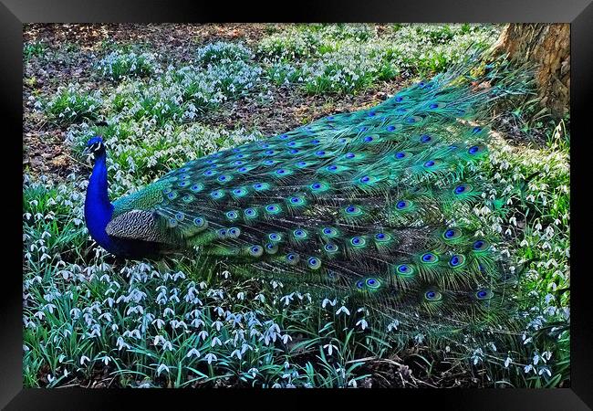 Peacock in  Snowdrops Framed Print by Diana Mower