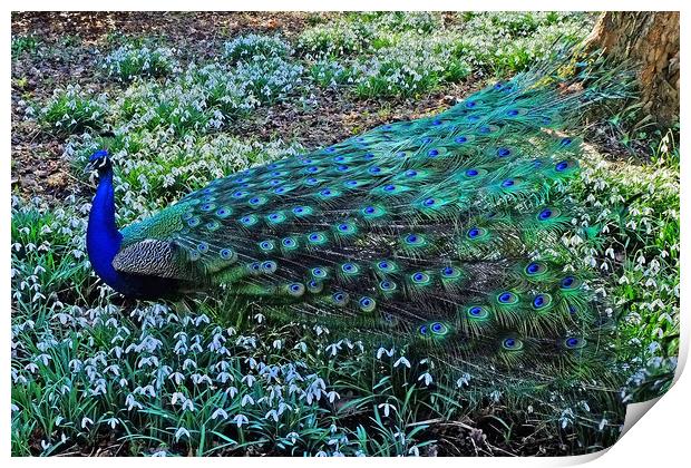 Peacock in  Snowdrops Print by Diana Mower