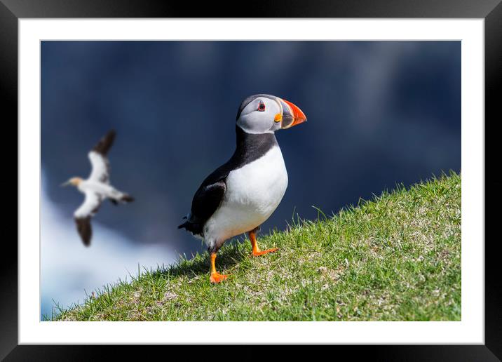 Atlantic Puffin and Gannet Framed Mounted Print by Arterra 