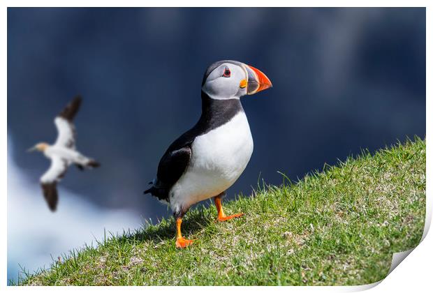 Atlantic Puffin and Gannet Print by Arterra 