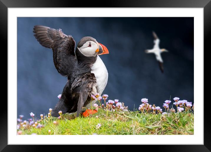 Atlantic Puffin flapping Wings Framed Mounted Print by Arterra 