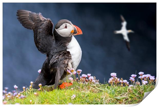 Atlantic Puffin flapping Wings Print by Arterra 