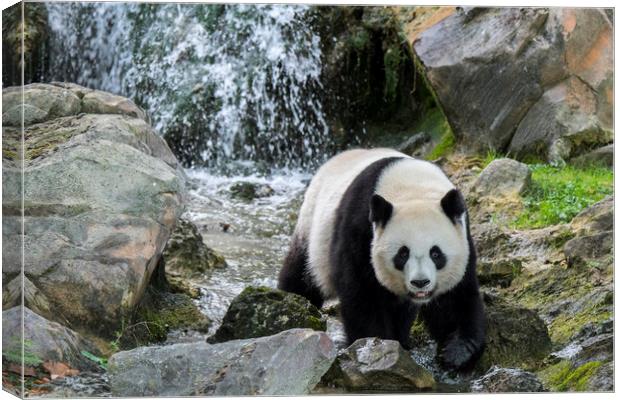 Giant Panda and Waterfall Canvas Print by Arterra 