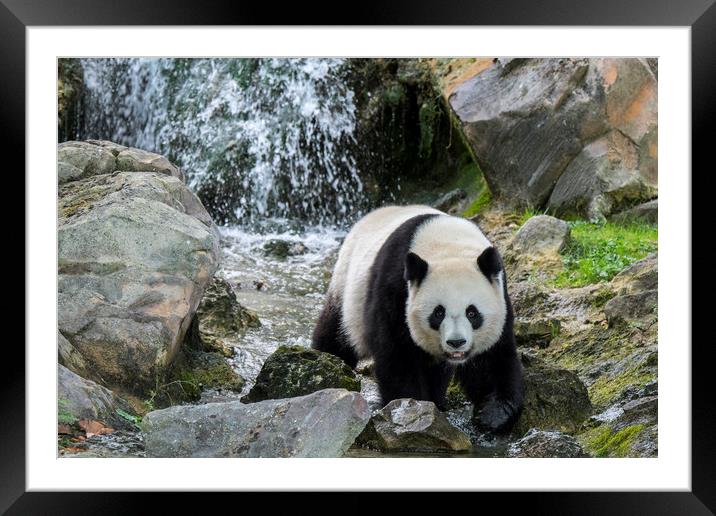 Giant Panda and Waterfall Framed Mounted Print by Arterra 