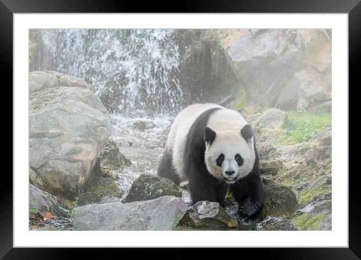 Panda Bear in the Mist Framed Mounted Print by Arterra 