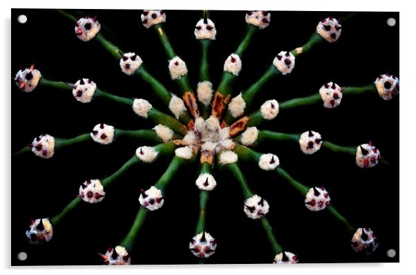 Graphic cactus macro Acrylic by Leighton Collins