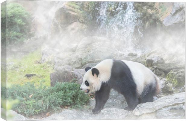 Giant Panda and Waterfall in the Mist Canvas Print by Arterra 