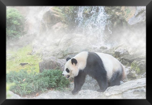 Giant Panda and Waterfall in the Mist Framed Print by Arterra 