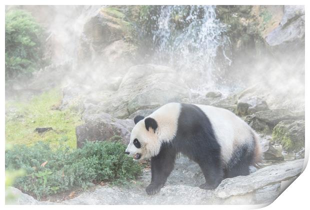 Giant Panda and Waterfall in the Mist Print by Arterra 