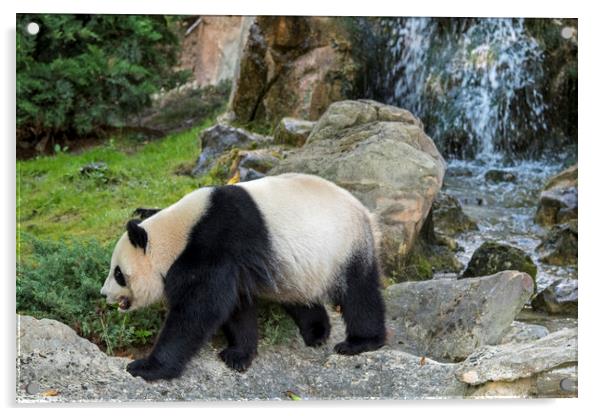 Panda Bear and Waterfall Acrylic by Arterra 