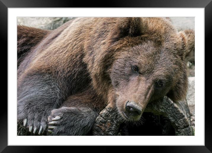 Sleepy Brown Bear Framed Mounted Print by Arterra 