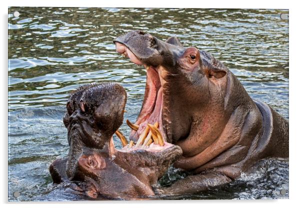 Fighting Hippos Acrylic by Arterra 