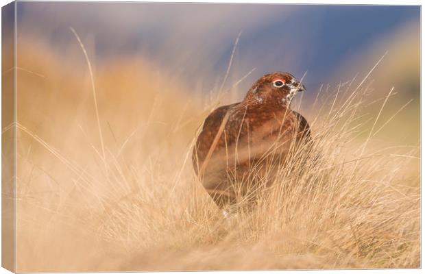 Wild Red Grouse in the English Peak District  Canvas Print by John Finney