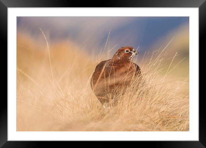 Wild Red Grouse in the English Peak District  Framed Mounted Print by John Finney
