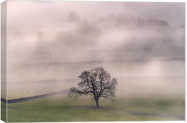 Chatsworth Tree in the mist Canvas Print by John Finney