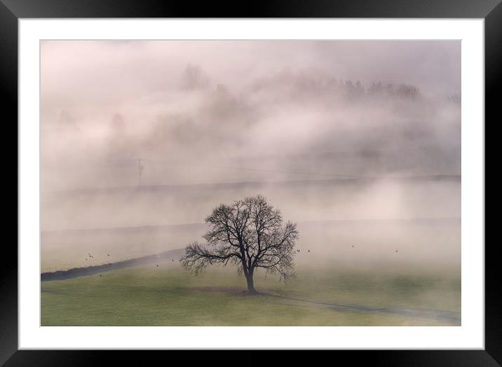 Chatsworth Tree in the mist Framed Mounted Print by John Finney