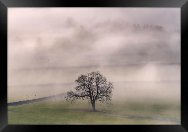 Chatsworth Tree in the mist Framed Print by John Finney