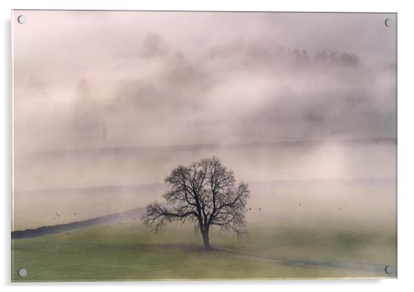 Chatsworth Tree in the mist Acrylic by John Finney