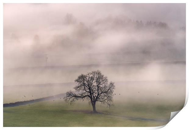 Chatsworth Tree in the mist Print by John Finney