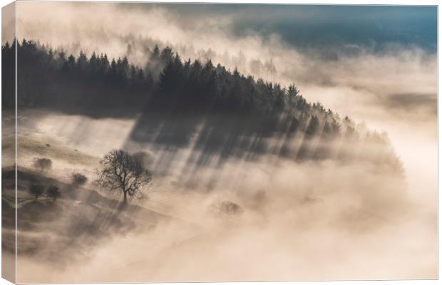 Woodland in the mist near Chatsworth Canvas Print by John Finney