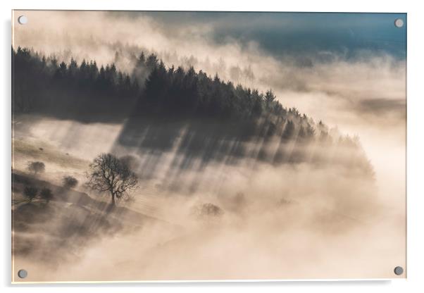 Woodland in the mist near Chatsworth Acrylic by John Finney