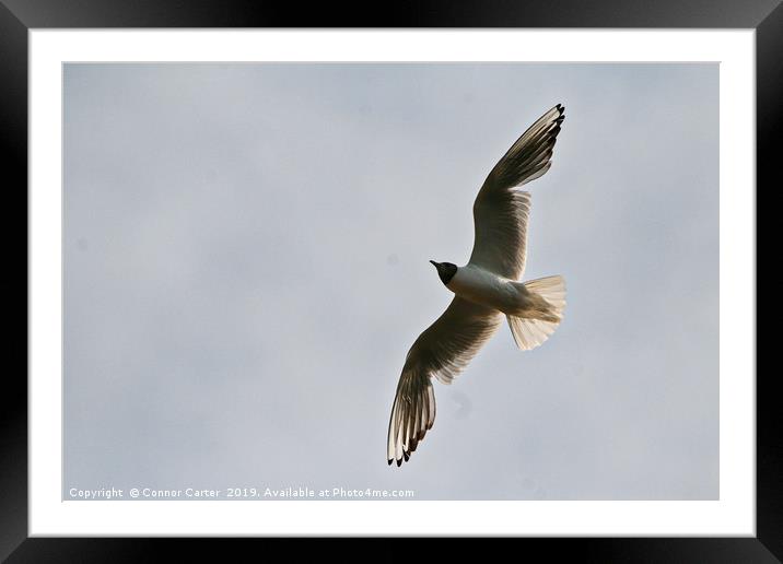 Common tern Framed Mounted Print by Connor Carter