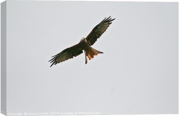 Red Kite Canvas Print by Connor Carter