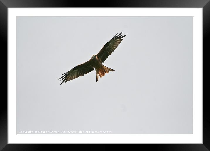 Red Kite Framed Mounted Print by Connor Carter