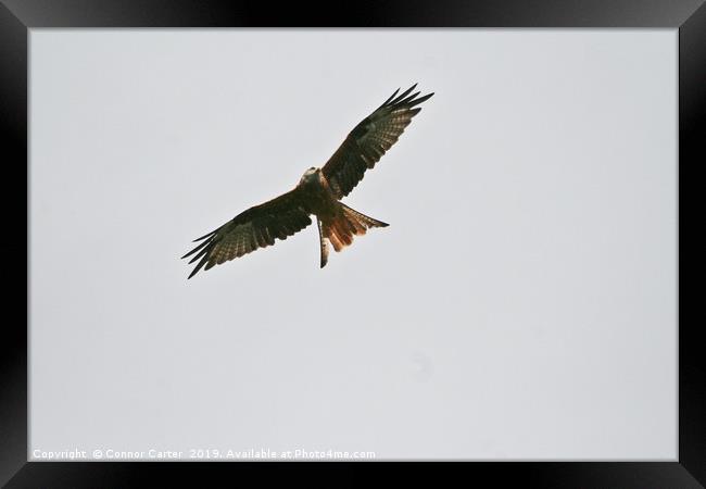 Red Kite Framed Print by Connor Carter