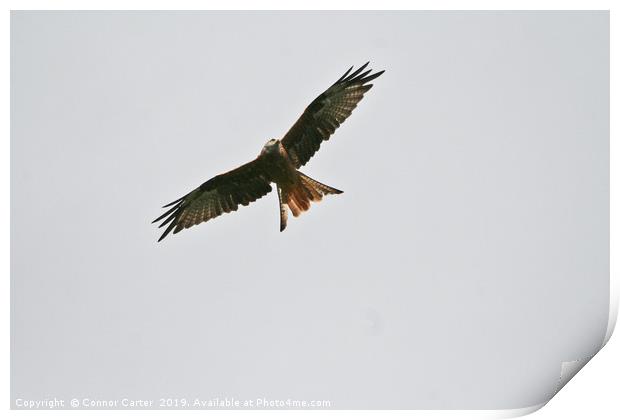 Red Kite Print by Connor Carter