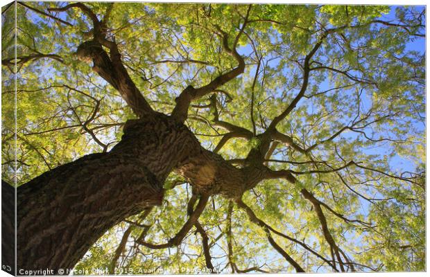 Looking Up Canvas Print by Nicola Clark