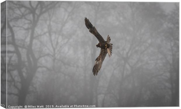 Marsh Harrier in the Mist Canvas Print by Miles Watt